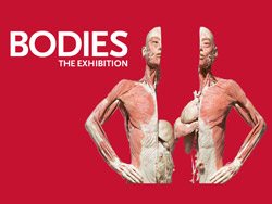 Bodies...The Exhibition - Bodies...The Exhibition Las Vegas - Vegas